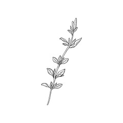 Thyme plant, seasoning and culinary herb, hand drawn sketch vector illustration, vintage engraving isolated on white background.
