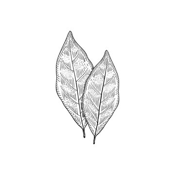 Bay leaves, seasoning and culinary herb, hand drawn sketch vector illustration, vintage engraving isolated on white background.