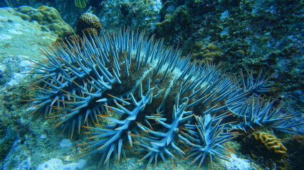 giant moray eel