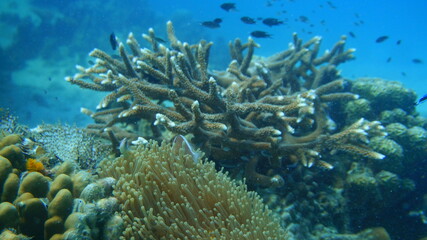 Fototapeta na wymiar coral reef with fish