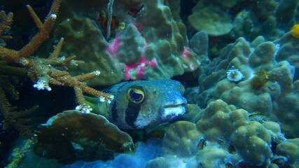 fish in aquarium