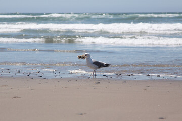Seagull holding dead crab in a beak