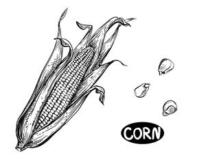 Hand drawn sketch black and white of corn, maize, grain, leaf. Elements in graphic style label, card, sticker, menu, package. Engraved style illustration.