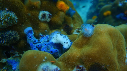 Obraz premium fish in aquarium