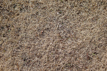 枯れた芝生