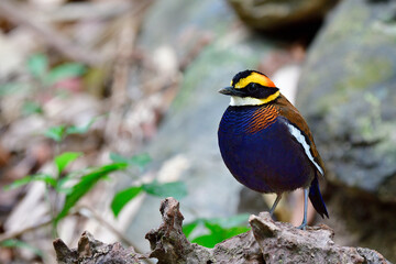 Fototapeta premium lovely chubby dark blue with red stripes and fire head bird perching on old timber in its habata