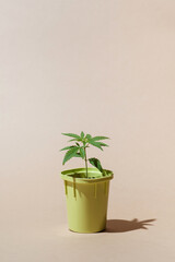 Pot with seedlings bush cannabis, fresh foliage hemp, soil and shovel, front view Concept growing marijuana at home