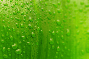 Obraz na płótnie Canvas green leaf with drops of water