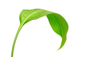 green leaf with drops of water