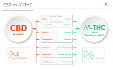 CBD vs ∆9-THC, Cannabichromene vs Delta 9 Tetrahydrocannabinol business infographic illustration about cannabis as herbal alternative medicine and chemical therapy, healthcare and medical vector.