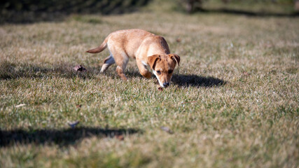 Ein kleiner Mischlingswelpe erkundet eine herbstliche Wiese