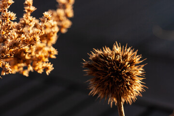 Dry flowers of wormwood and thistle