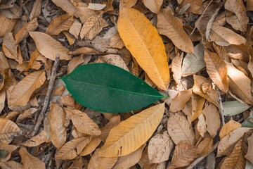 leaves on the ground