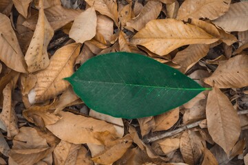 leaves on the ground