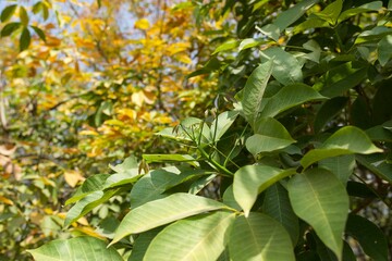 leaves in the garden