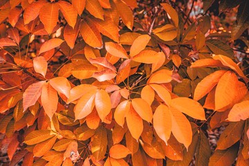 orange autumn leaves
