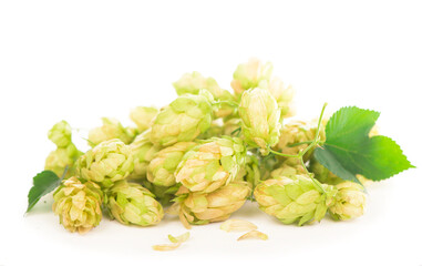 green hop cones isolated on white, brewing, natural beer production