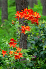 Beautiful bright orange-red rhododendron flowers in the park.