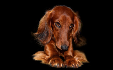 Portrait of a long-haired dachshund in bright red color on a dark background. The dog is in an interesting pose, pulling up. Shiny, well-groomed coat. Close-up. Free space.