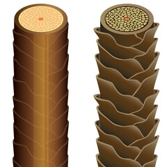 Hair cross section 20_1 No commentary