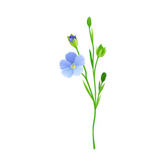 Fototapeta na wymiar Blue Common Flax or Linseed Cultivated Flowering Plant Specie Vector Illustration