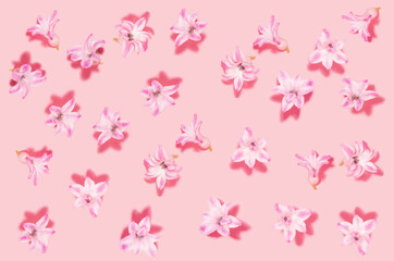 Pink hyacinth flower buds with shadows as abstract floral pattern background, top view.