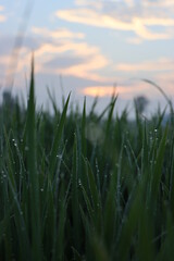fresh green leaves, with water droplets during sunrise 