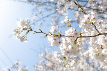Sakura Cherry Blossom