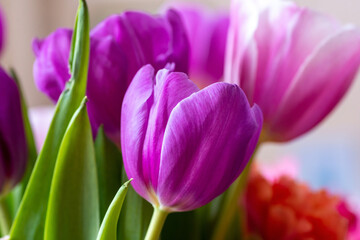 Blooming tulip close-up on a blurred background. 