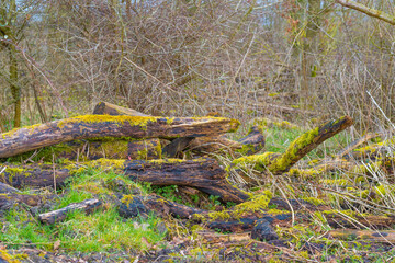 Field with trees, reed and bushes in wetland in bright sunlight in spring, Almere, Flevoland, The Netherlands, March 24, 2021