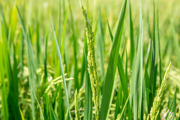 Ear of rice See in the field, focus selective.