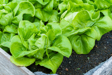 Beautiful organic green Butterhead lettuce or Salad vegetable garden on the soil growing,Harvesting Agricultural Farming.