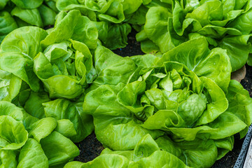 Beautiful organic green Butterhead lettuce or Salad vegetable garden on the soil growing,Harvesting Agricultural Farming.
