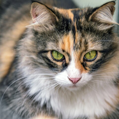 Portrait cat whisker