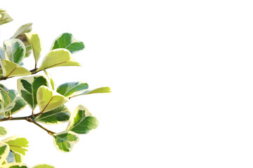 Naklejka na ściany i meble 'Variegata' or Ficus deltoidea, Licumo, Natal Fig, Mistletoe Fig, bright green leave, heart shape, isolated on white, free copy space.