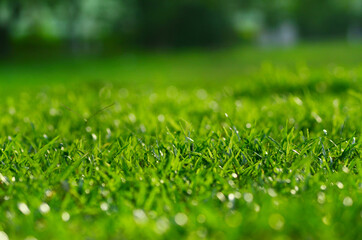 Naklejka premium Green grass, natural green blur and bokeh in background and foreground. Selective focus.