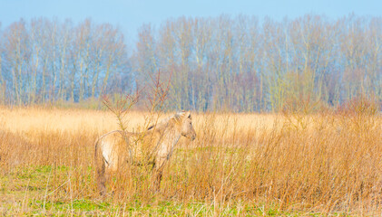 Horse in a field with reed, bushes and trees in wetland under a blue sky in sunlight in spring, Almere, Flevoland, The Netherlands, March 24, 2021 © Naj