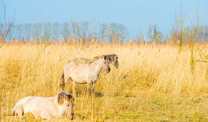 Horses in a field with reed, bushes and trees in wetland under a blue sky in sunlight in spring, Almere, Flevoland, The Netherlands, March 24, 2021 © Naj