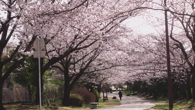 公園の桜並木　日本の春のイメージ