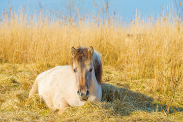Horse in a field with reed, bushes and trees in wetland under a blue sky in sunlight in spring, Almere, Flevoland, The Netherlands, March 24, 2021 © Naj