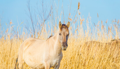 Horse in a field with reed, bushes and trees in wetland under a blue sky in sunlight in spring, Almere, Flevoland, The Netherlands, March 24, 2021 © Naj