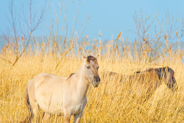 Fototapeta premium Horses in a field with reed, bushes and trees in wetland under a blue sky in sunlight in spring, Almere, Flevoland, The Netherlands, March 24, 2021