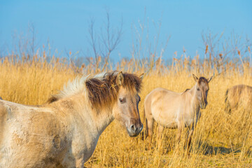 Obraz premium Horses in a field with reed, bushes and trees in wetland under a blue sky in sunlight in spring, Almere, Flevoland, The Netherlands, March 24, 2021