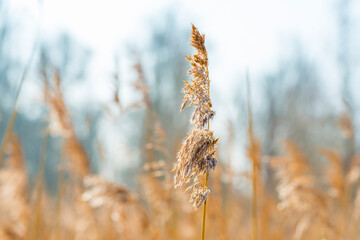 Fototapeta premium Field with trees, reed and bushes in wetland in bright sunlight in spring, Almere, Flevoland, The Netherlands, March 24, 2021