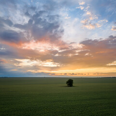 Aerial view with green field and a lonely tree in the middle at sunset.
