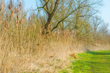 Field with trees, reed and bushes in wetland in bright sunlight in spring, Almere, Flevoland, The Netherlands, March 24, 2021