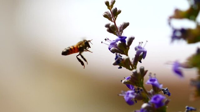 bee landing on a flower in slow motion. 180 fps.