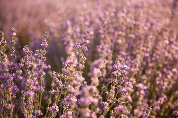 Obraz premium Closeup lavender bushes on sunset. Flowers of lavandula.