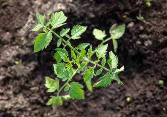 Tomato seedling in the ground