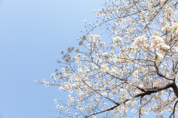 Sakura Cherry Blossom